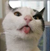 Cat Jokes