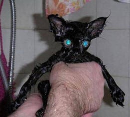 Wet Cats - What do I look like?