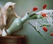 Funny Cat Sayings