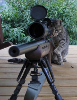 Cat shoots mouse