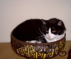 Cat Lily
