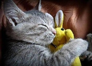 Cat with rabbit!