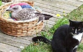 Seagull Thinks He's a Cat