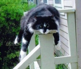 Cat Asleep - Funny Pictures