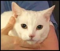Cat called Sugar