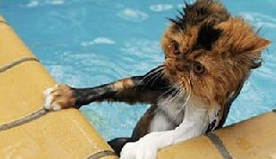 Cat Swimming