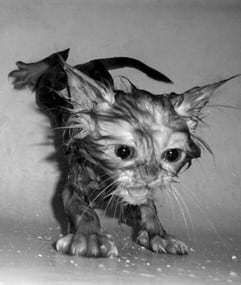 Wet Cats - What do I look like?