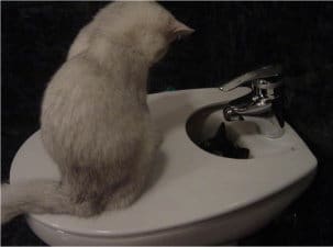 Cats eyes