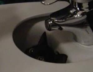 Cat's eyes