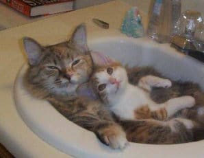 Cats just being cats