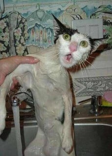 Wet Cat - Why bath