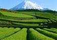 The quest for tea