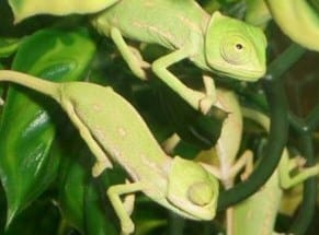 Chameleon camouflage