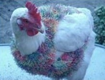 Battery Hens Story