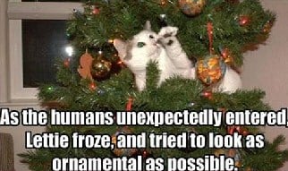 Christmas Cat Pictures