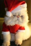 Funny Christmas Cat Pictures