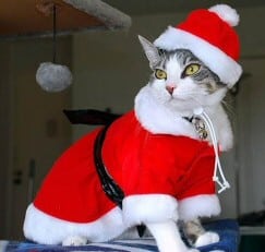 Cat Christmas Story
