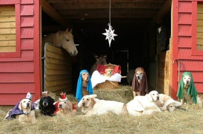 Dog Nativity Christmas Scene