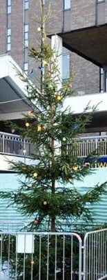 Interesting Christmas Trees