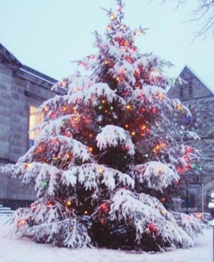 Christmas Tree Pictures