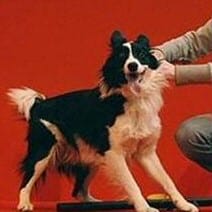 World's most intelligent dog