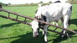 Cow Ladder