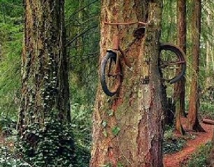 Bike Tree
