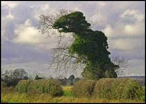 Dinosaur tree