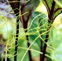 Dodder