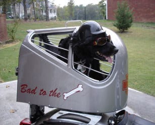 Fancy Dogs