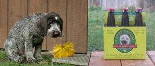 Dogs are not so sure they know what's best for Christmas