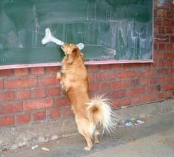 Dog bone in wall