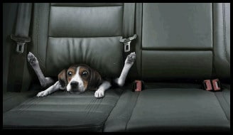 Dog folded into two - Funny picture