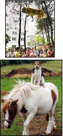 Dog on the hire wire