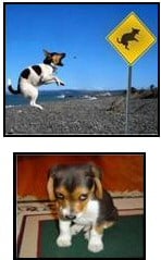 The reason a dog has so many friends is that he wags his tail instead of his tongue � Anonymous