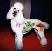 Dog gets out of limbo limo