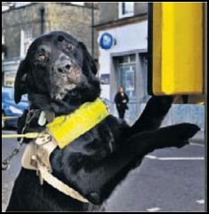 Dog works crossing