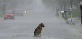 Dog rain patience