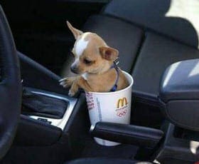 Dog rides in a car