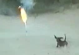 Dog Rocket