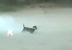 Dog grips 4th July rocket in teeth