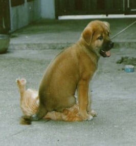 Dog sits on cat