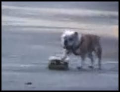 Dog on a Skateboard - Push Start