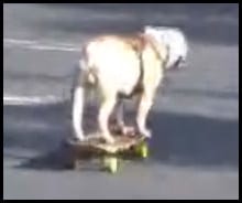 Dog on a Skateboard - Downhill