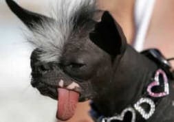 dog photo