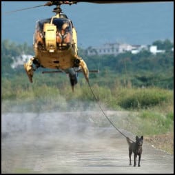 Police Dog Training - Dog on a lead - Helicopter