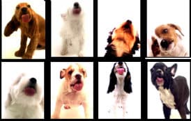 Dog Owners - Licking