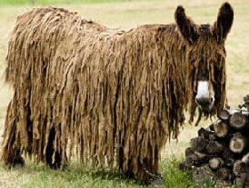 Funny Donkey Picture