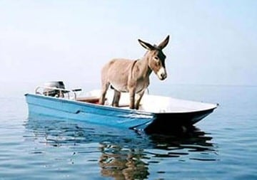 Funny Donkey Pictures