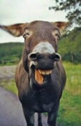 Funny Donkey Jokes